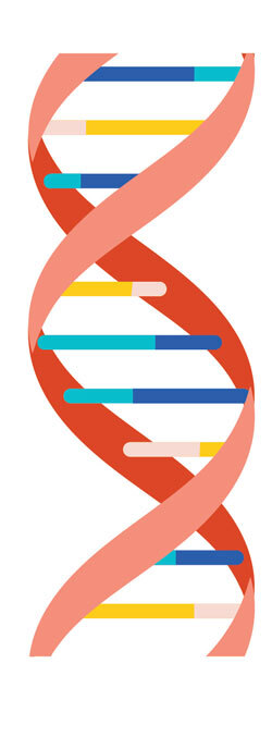 ARVC (Arrhythmogenic Right Ventricular Cardiomyopathy) Gene Therapy ...